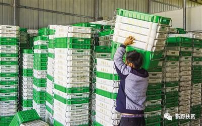 菜園子里種出幸?；?新野縣施庵鎮(zhèn)農(nóng)產(chǎn)品蔬菜基地