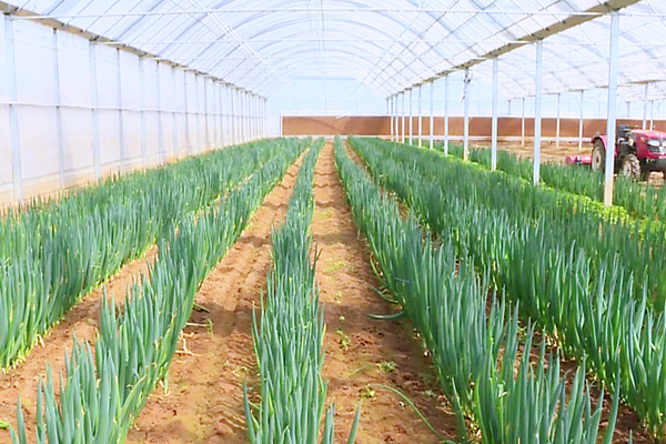 走進山西鑫熬興綜合農業開發的智能溫室大棚,綠油油的蔥苗