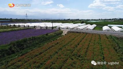 酒泉慶和種業(yè)開發(fā):專注種業(yè) 服務(wù)三農(nóng)