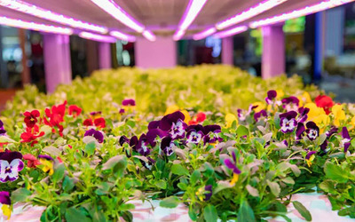 第四屆進(jìn)博會(huì)光明食品集團(tuán)&ldquo;The Smart Chain&rdquo;開幕