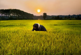 農(nóng)業(yè)綜合開發(fā)大力推進高標準農(nóng)田建設(shè)