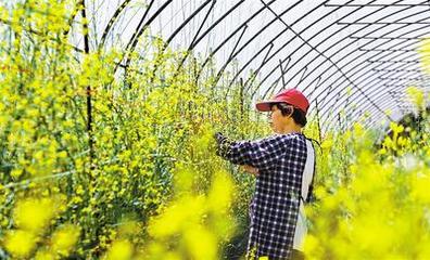 特色農(nóng)產(chǎn)品助農(nóng)民增收