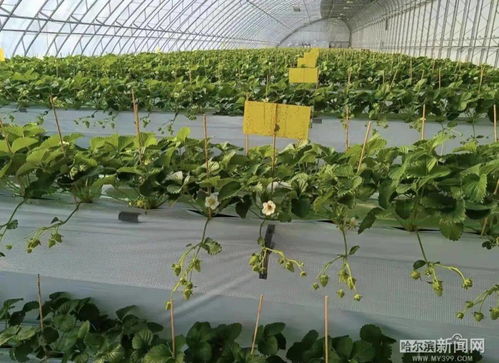 2022,我們的鄉村振興路丨阿城 高架 草莓如約上市,蹚出精品農業發展路