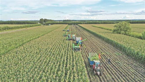 領鮮示范第一縣 領跑農字號產業發展新賽道 青岡縣鮮食玉米產業促農增收典型經驗做法綜述