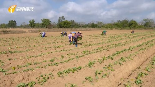 儋州綠色生態發展中探索中醫農業，帶動村民就業助力鄉村振興