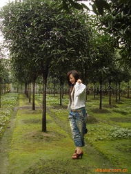 四川日香桂農(nóng)業(yè)科技開(kāi)發(fā)喬木產(chǎn)品列表