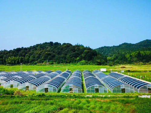 乳源巧繡精致農(nóng)業(yè)發(fā)展畫卷 農(nóng)業(yè)開(kāi)發(fā)的新路徑