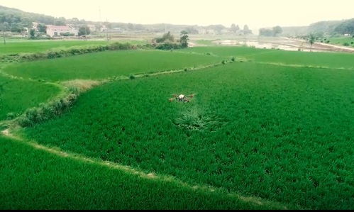 植保無(wú)人機(jī)助推君山現(xiàn)代農(nóng)業(yè)綠色發(fā)展