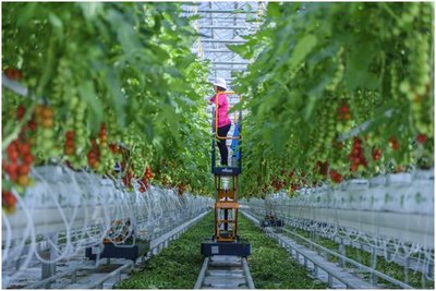 讓“京字號(hào)”現(xiàn)代農(nóng)業(yè)高質(zhì)量騰飛——北京市農(nóng)業(yè)品牌建設(shè)觀察