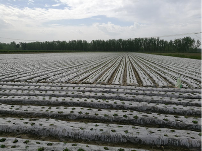 江漢明珠 多福多寶——走進湖北特色美食鄉鎮天門多寶農業開發