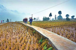 農業綜合開發 拓寬致富路，促農增收新引擎